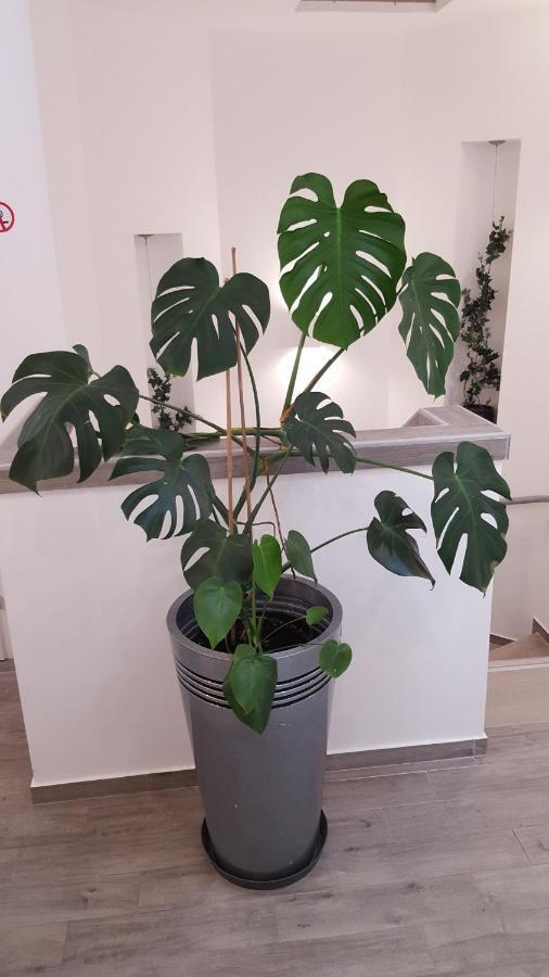 Centar Vodice Apartmani ภายนอก รูปภาพ